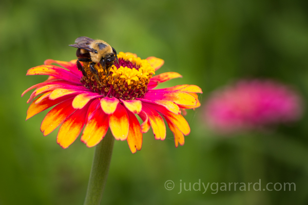 Yellow & pink zinnia with bee