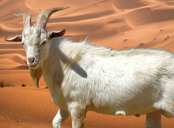 Kiko Goat Disadvantages & Advantages