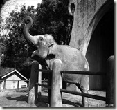 動物園大象