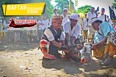 Agen Sabung Ayam 128 & cf88 Adu Sabung Ayam Indonesia di Pulau Dewata 