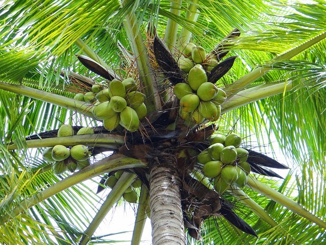 Ini Penyebab Pohon Kelapa Banyak Terdapat di Pantai