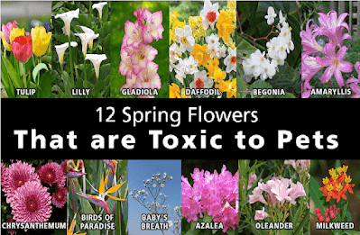 toxic flower for pets