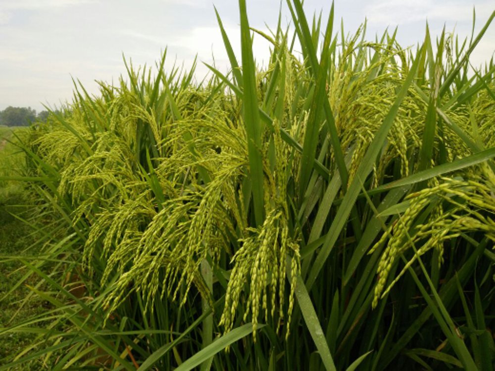 Benih Padi Ciherang Janger Premium Tani Makmur