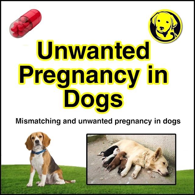 Free Download Mismatching And Termination Of Unwanted Pregnancy in Dogs Full Pdf