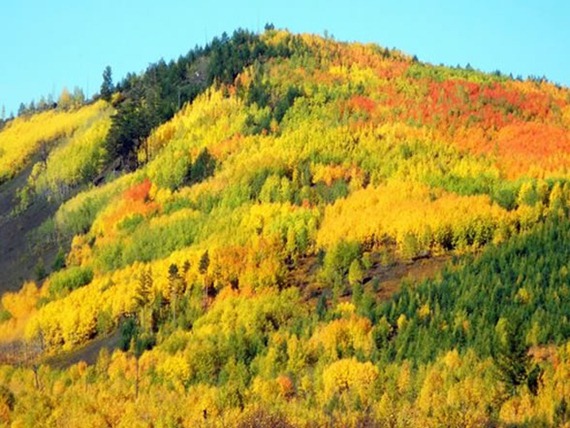 Xing’an Larch Forest