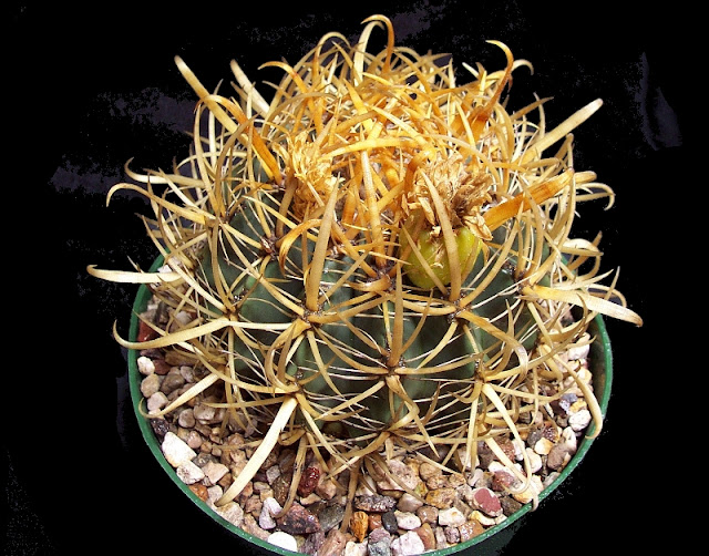 Ferocactus-cylindraceus