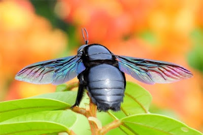 god gifted colourful insects photo collection