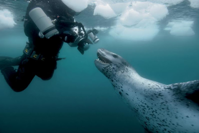 Fotógrafo revela a beleza da vida selvagem na Antártida