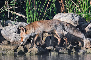 zorro-rojo-vulpes-vulpes-