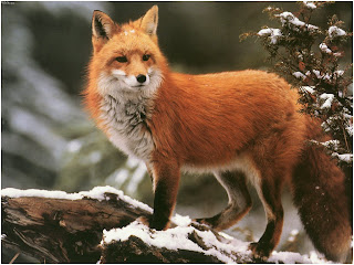 Red Foxes Wallpapers