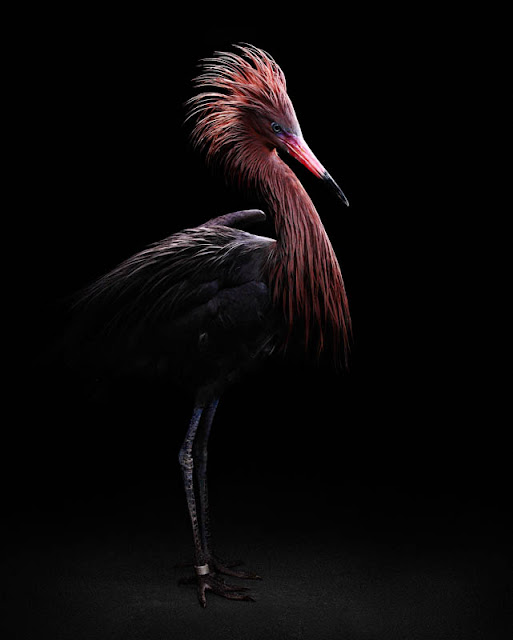 aves, supervivientes, Bob Croslin, fotografia, Grounded, Winged, Survivors, Florida, Gulf Coast, Reddish Heron, Suncoast Seabird Sanctuary