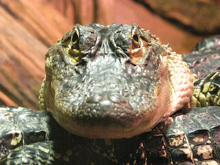 Image of an alligator staring at the camera.