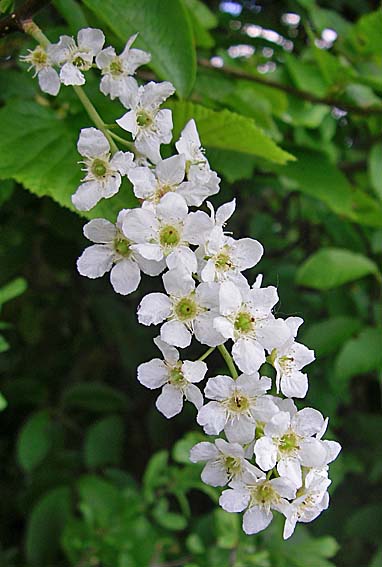 Bird cherry Prunus padus has a