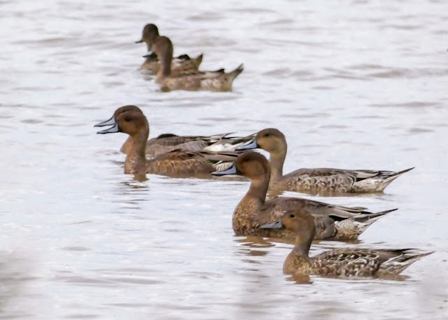 Pintail Ducks taking flight at Cosumnes River Preserve during Fall migration California