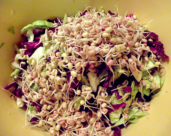 Large bowl of Green and Purple Cabbage and mung Bean Sprouts