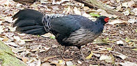 Kalij pheasant male, Bird Park trail, Big Island