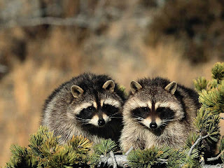 Raccoon Wallpapers