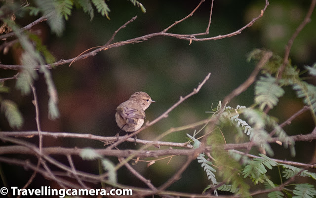 The common Chiffchaff or simply Chiffchaff is a leaf warbler which is a non-breeding migrant from up north. Looking at the bird and its size, it is hard to imagine that it migrates all the way from Russia and other northern countries every winter. The warbler has dark beak and legs and dark upper parts and almost whitish belly.