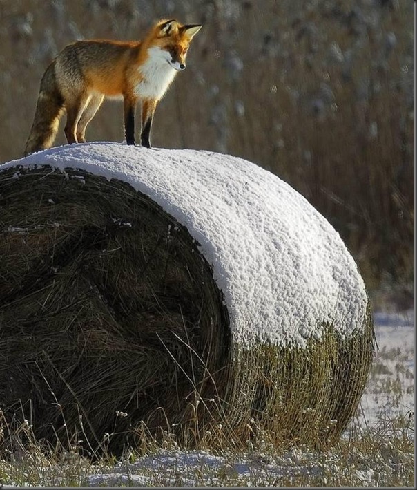 Lindas imagens de animais por Andris Eglitis (2)