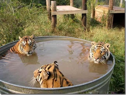 felinos divertidoss (5)
