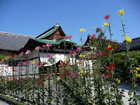 右京区大覚寺で恒例の嵯峨菊花展