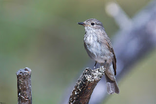 papamoscas-gris-muscicapa-striata-