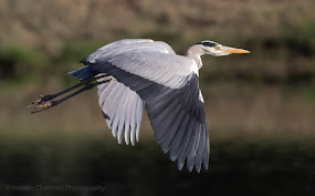 Grey Heron - Woodbridge Island Vernon Chalmers Photography