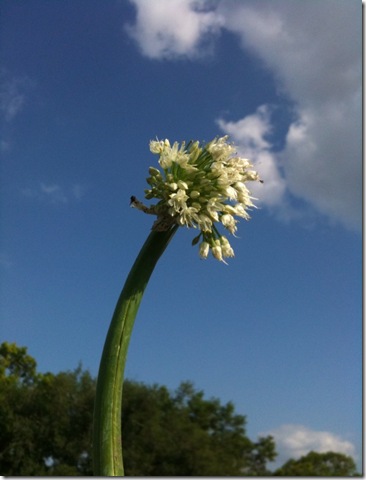 bud