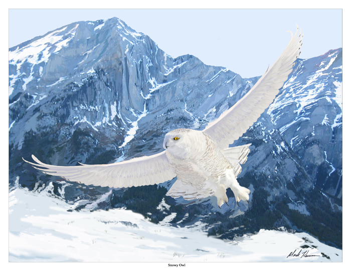 Pictures Of Snowy Owl - Free Snowy Owl pictures 