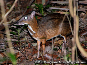 Lesser Mouse Deer (Tragulus kanchil)