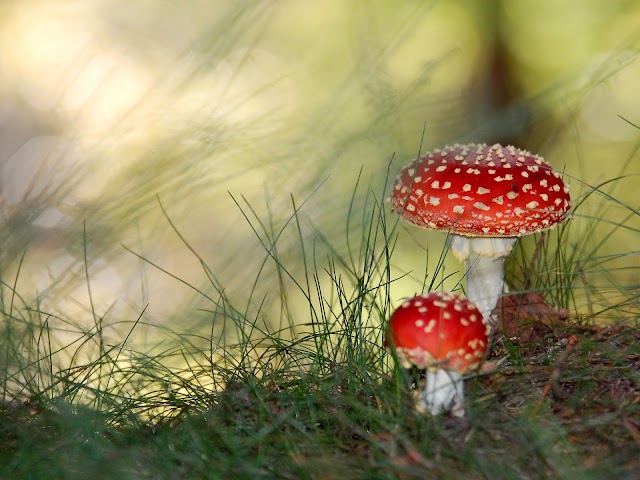 3D Mushroom Wallpaper