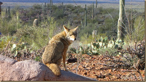 Desert museum_061