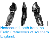 http://sciencythoughts.blogspot.co.uk/2013/07/nodosaurid-teeth-from-early-cretaceous.html