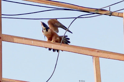 Peregrine Falcon (Shaheen)