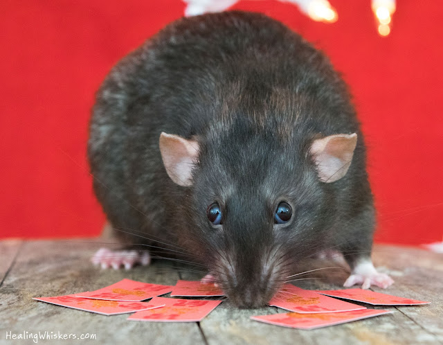 Franklin the therapy rat celebrating the year of the rat