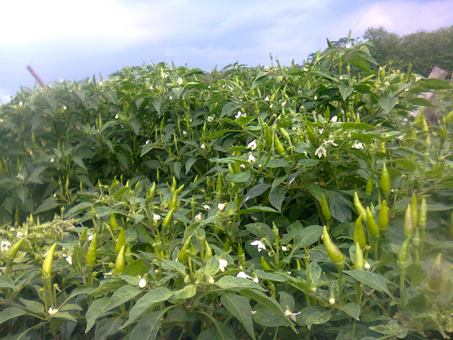 Pertumbuhan Cabe Rawit Jengki Subur