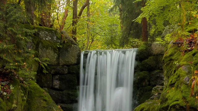 Forest, Waterfall, Moss, Leaves, Plants