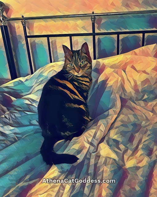 Tabby Cat Art