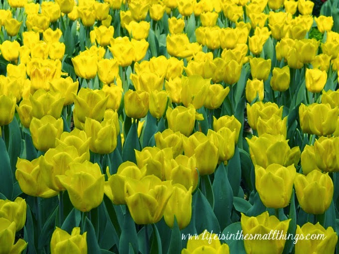 Tulipmania18