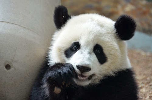  Gambar Panda Lucu  Serta Asal Usul Panda  Ayeey com