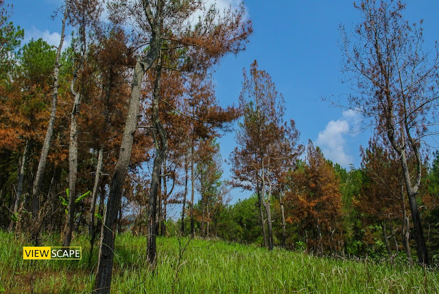 nikon v1, nikkor 10mm 2.8, bukit tambaknegara