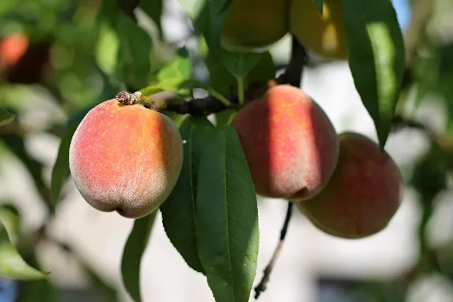 Best Fertilizers on My Peach Tree