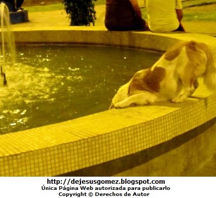 Foto de perro refrescándose en una pileta. Foto de perro tomada por Jesus Gómez