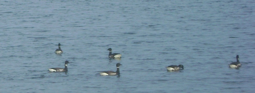 common loon range. images common loon range.