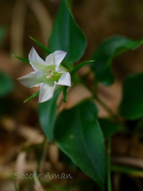 Tripterospermum japonicum