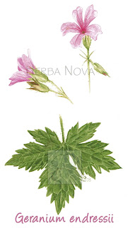 Geranium endresii