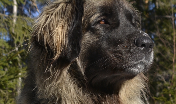 leonberger