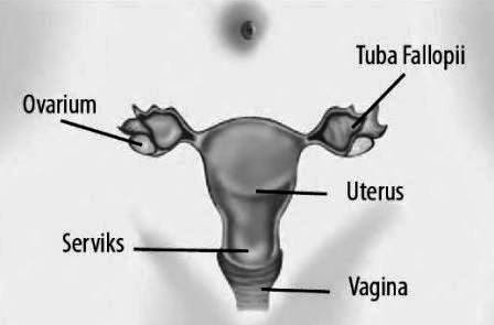 Alat Reproduksi Wanita Bagian Dalam