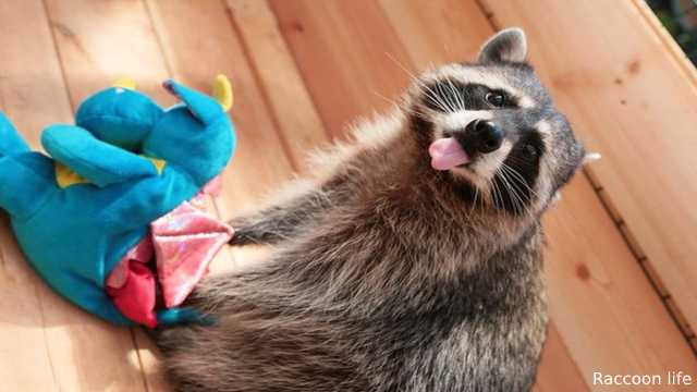 The Pros and Cons of Keeping a Raccoon as a Pet
