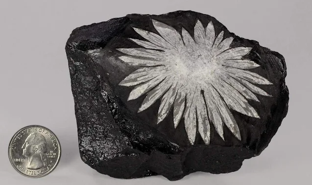 Chrysanthemum Stone: Natural Flower Stone